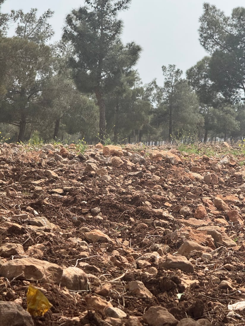 زەوییەکانی پاڵاسی کۆیە کێڵدراون و چیتر به‌كه‌ڵكی گەشت و سه‌یرانى هاوڵاتیان نه‌ماون