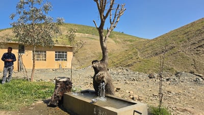 دارێک لە گوندى هەنارانى خواروو ئاوى لێ هەڵدەقوڵێت