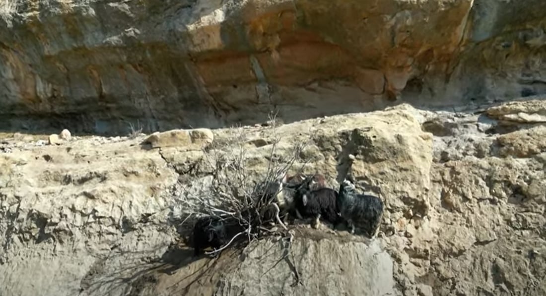 شاخەوانەکانی سلێمانی خەڵک و ئاژەڵی گیرخواردوو رزگار دەکەن