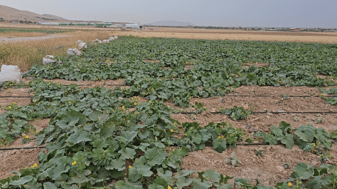 صور من سهول ومحصول “تعروزي” بعشيقة.. أطنان من قرية “عمر قابچي” إلى الأسواق