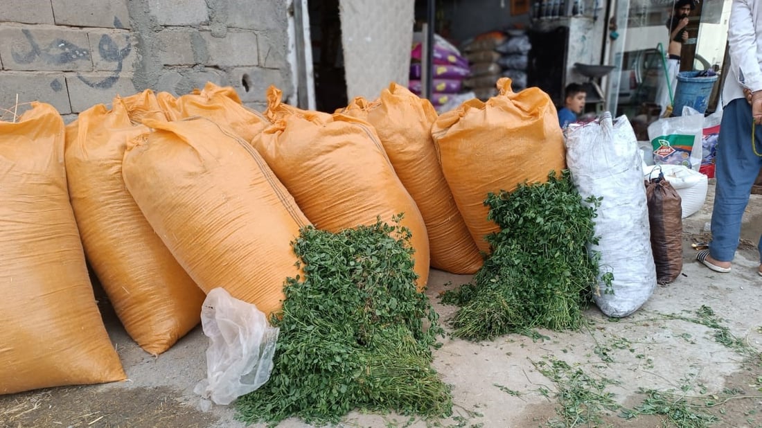 أعلاف البصرة من الكوت وزاخو و”المطيرجية” يحركون السوق.. أسعار أبو الخصيب اليوم