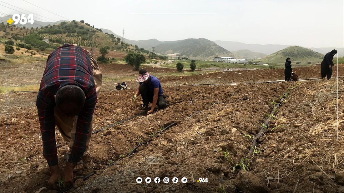 سەدان ژن و پیاو لە حەوت ناوچەوە بۆ کارکردن لە دەشتی پێنجوێنن