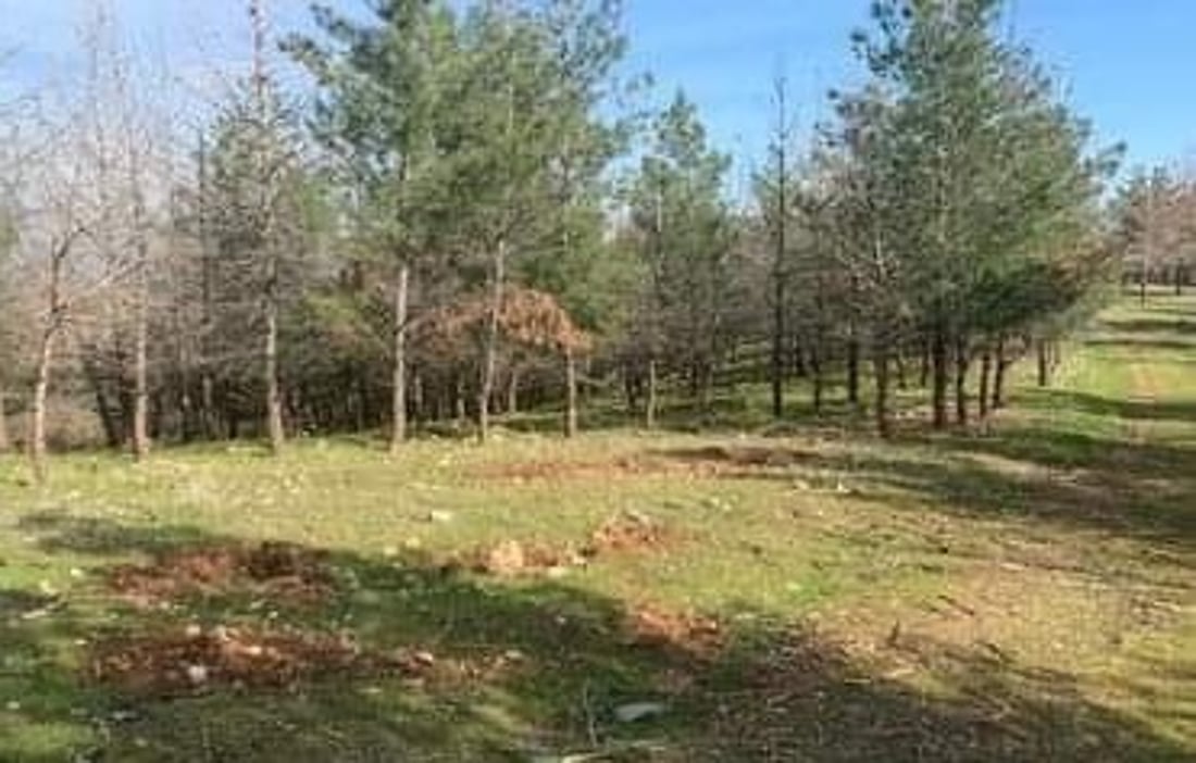 لە سلێمانی دارستانەکان لە ئاگرکەوتنەوە دەپارێزرێن