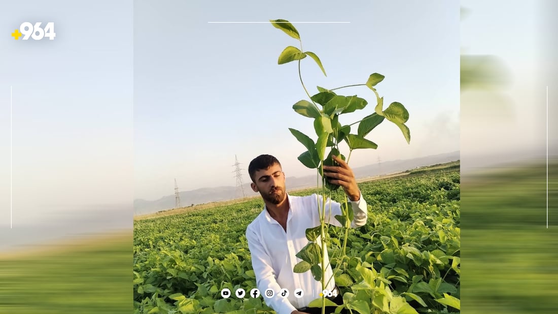 جوتیارێک: بەرهەمی سۆیا یەک و 300 دەهێنێت