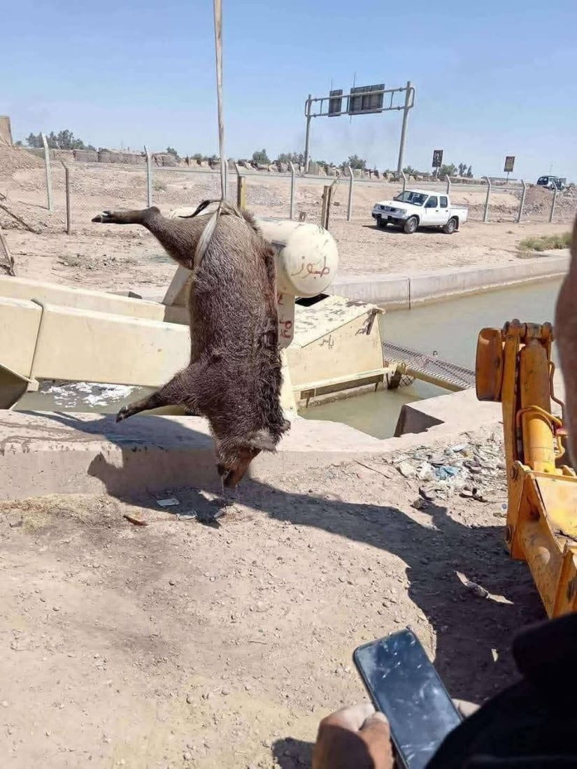 سقوط 4 خنازير في ماء كركوك والمديرية تطمئن: موقع الحادث قبل الفلترة والتعقيم