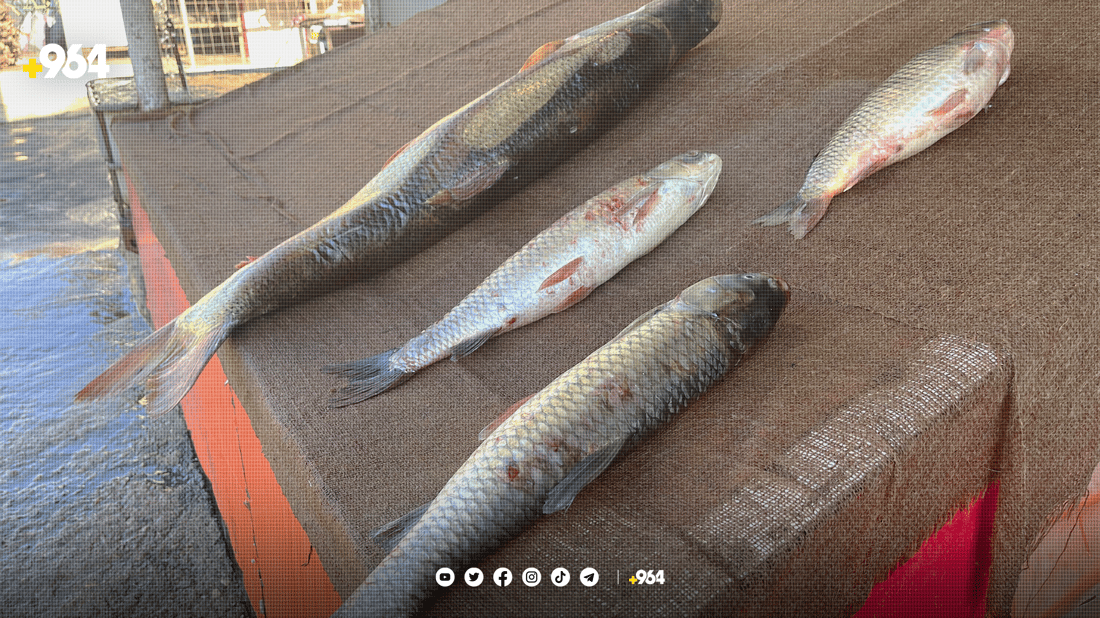 لە پارێزگاکانی عێراق ماسی کوردستان رەواجی زۆرە