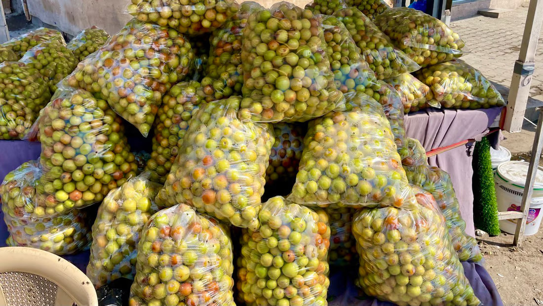 Basra’s nabq fruit draws traders as production booms and exports increase