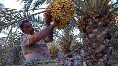 فيديو: احتفال بصراوي بـ”طباخات الرطب”.. هذا البرحي يتلامع كاللؤلؤ