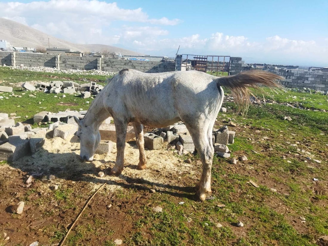 گوندێكی بنارى قه‌ندیل به‌ده‌ست وڵاغى به‌ڕه‌ڵڵا هه‌راسان بووه‌