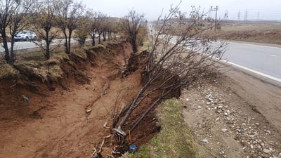 فریای درەختە بە تەمەنەکانی نێوان چەمچەماڵ و تەکیە بکەون