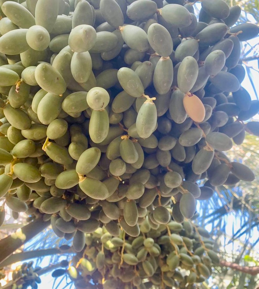 صور: الخلال الأصفر سيملأ السوق الأسبوع المقبل.. مرحلة “الهنبوش” نجحت في البصرة