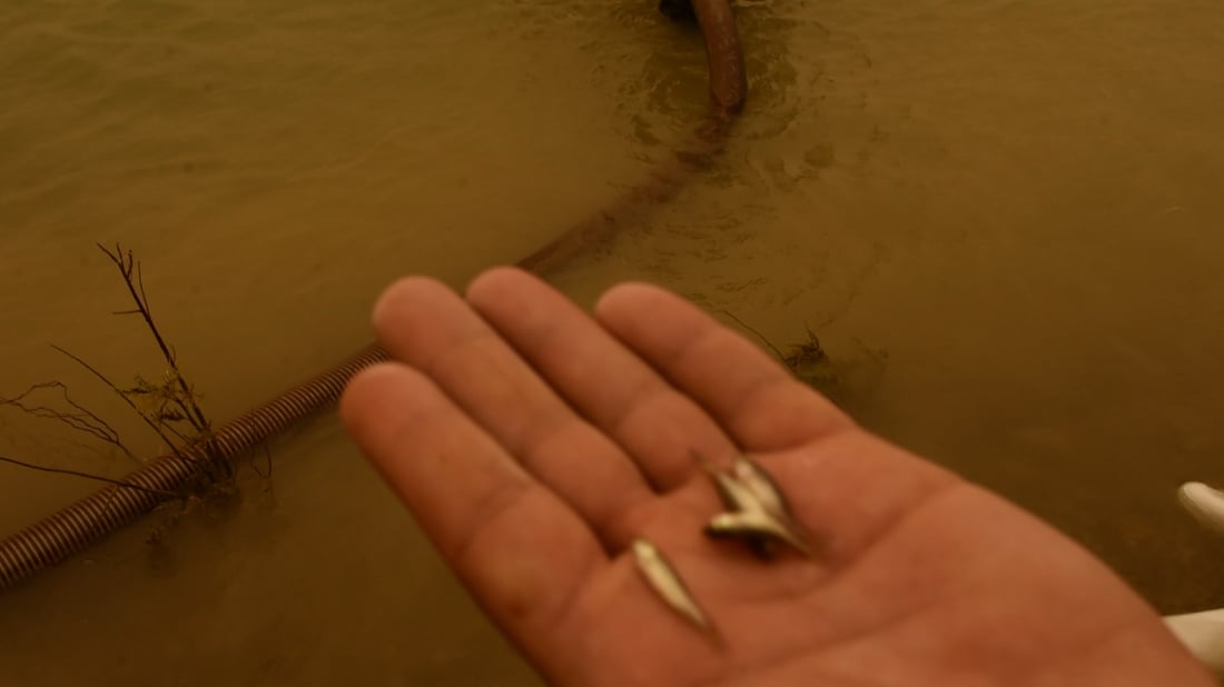 10 million carp released into Haditha Dam to boost fish stocks
