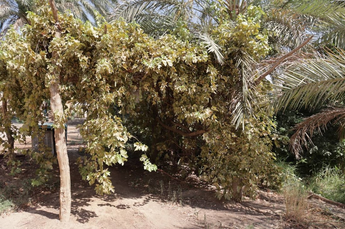 البغدادي تضاعف إنتاج العنب هذا العام.. 1000 بستان ينتظر الدعم للتسويق (صور)
