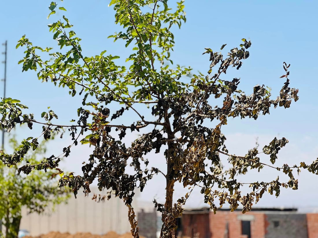 کارمەندی کۆمپانیایەک ئاگر دەکاتەوە و ژمارەیەک داری گۆران سیتی دەسووتێن