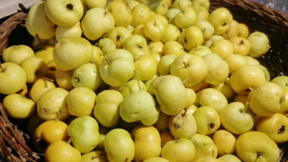 پەرە بە نەمامی گۆیژی توورکی دەدرێت