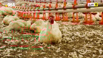 لە ئاکرێ دەواجینی مریشک کەمە و نرخەکەشی فڕیوە