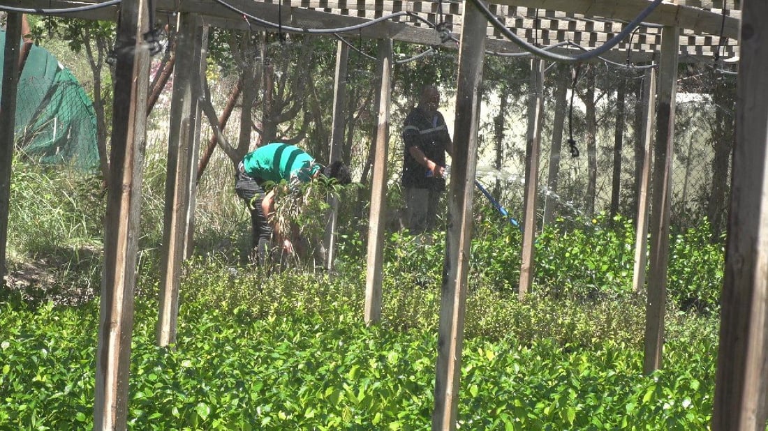 البلدية تقدم عرضاً لسكان بابل: جولة في “الفردوس” من أجل مدينة خضراء (صور)