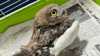 چیرۆکى رزگارکردنى کونە پەپویەک