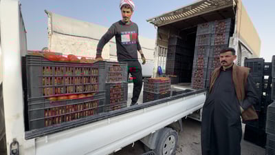 “إيران دمرتنا والإقليم مفتوح”.. طماطة الزبير تحاول أن تربح 100 دينار فقط!