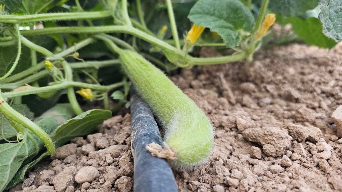 صور من سهول ومحصول “تعروزي” بعشيقة.. أطنان من قرية “عمر قابچي” إلى الأسواق