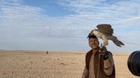 إذا شبع الصقر طار.. صقارة السماوة يطاردون الحبارى بـ 