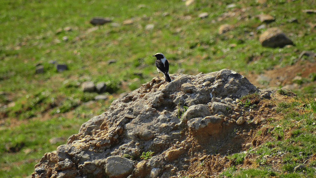 باڵندەکانی پشدەر رەنگی بەهاریان هێناوە