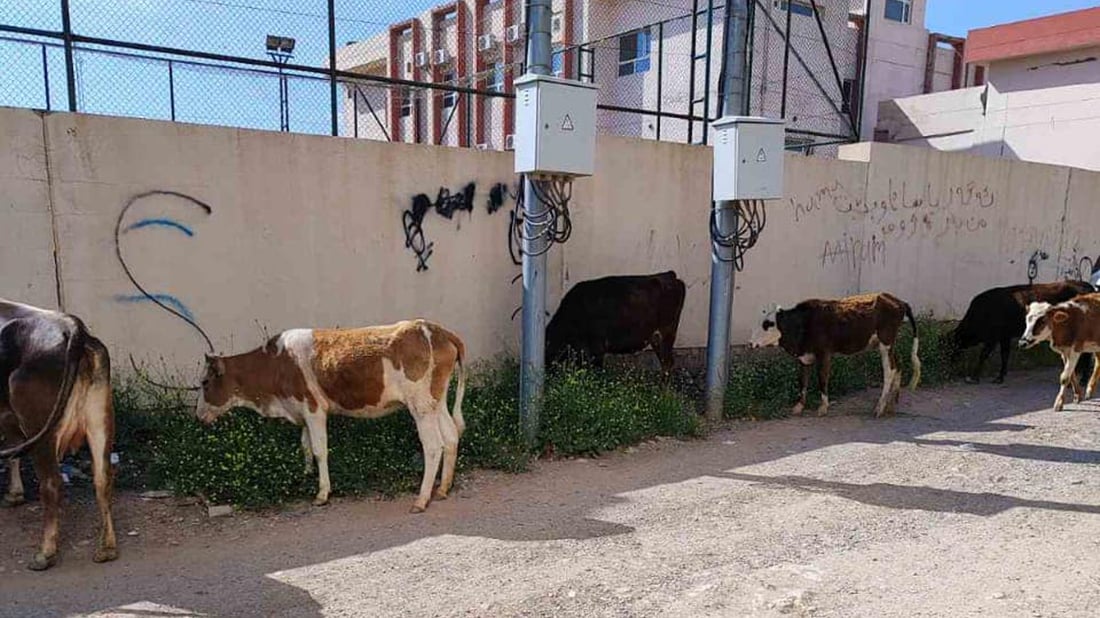 14 مانگا دەست بەسەر کران