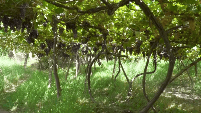 فيديو من كروم الحلة: مزارعو العنب ينتجون 15 صنفاً نادراً.. والبذور من دمشق وباريس