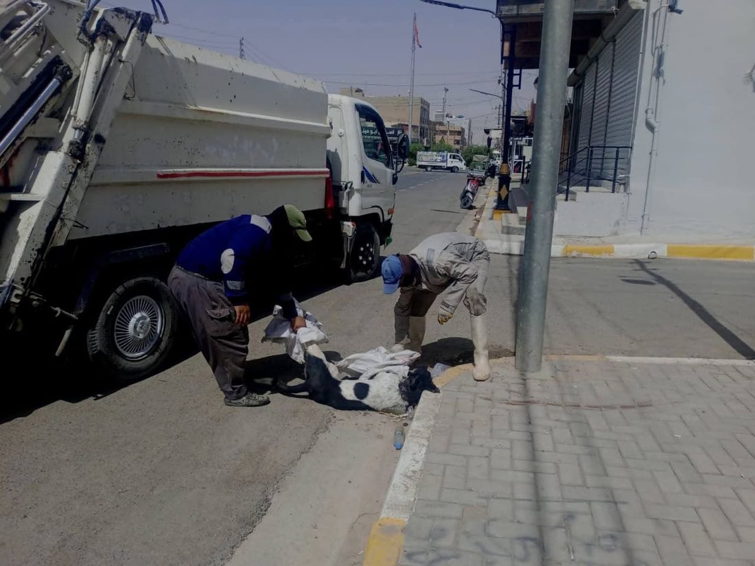 مامۆستایەکی ئاینی: نابێ بە پێدانی ژەهر سەگ لەناو ببرێ