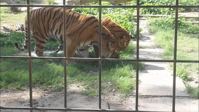 پڵنگێک هێرشی کردەسەر منداڵێک و خەریک بوو بیخوات