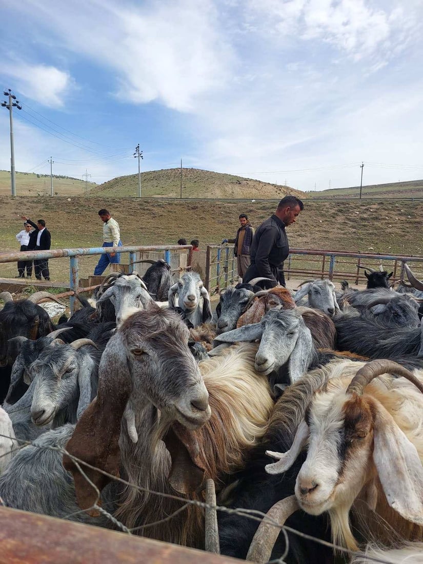 وەزارەتی کشتوکاڵ هەڵمەتێکی بۆ پشکنینی شوێنی بەخێوکردنی ئاژەڵ دەستپێکرد