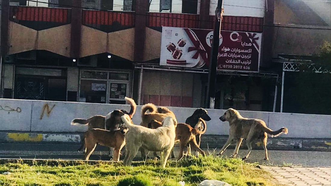 Stray dogs in Kirkuk’s Altun Kupri face dire measures amid local concerns