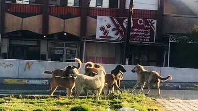 Stray dogs in Kirkuk’s Altun Kupri face dire measures amid local concerns