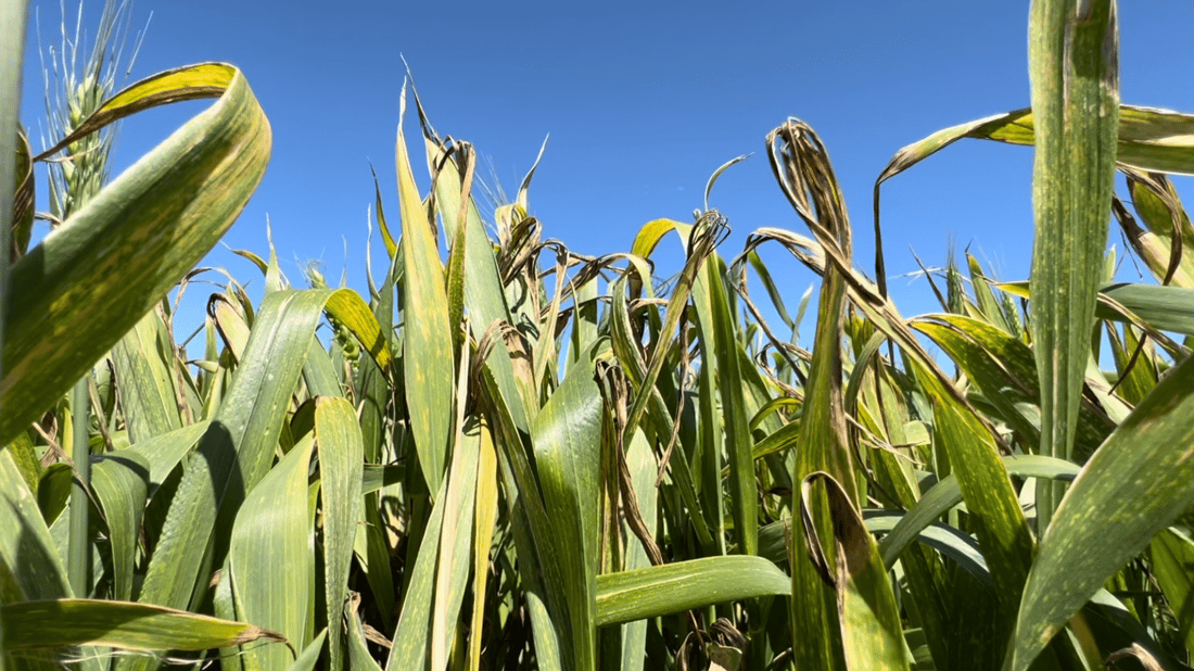 جوتیارانی راپەڕین ترسیان هەیە بێ بەرهەمی گەنم بن