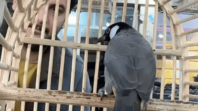 Nightingales prized for their song and companionship in Diyala