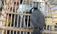 Nightingales prized for their song and companionship in Diyala