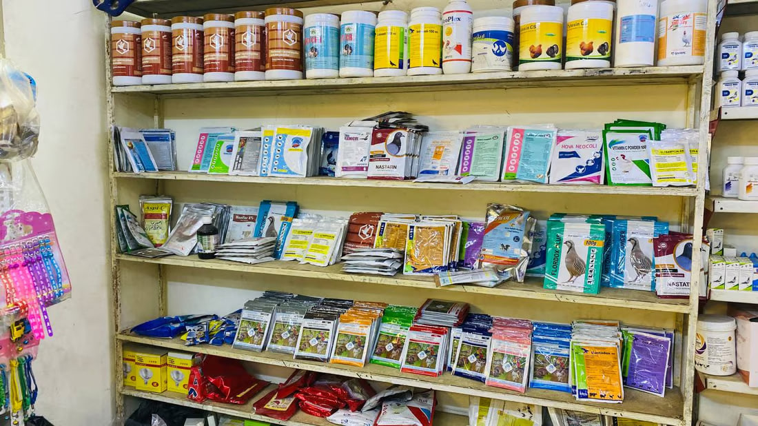 Maysan faces challenges in pet care and medication as winter arrives