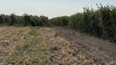 أمن البصرة يعثر على جثة رجل “قُتل بسلاح شقيقه” في الهوير