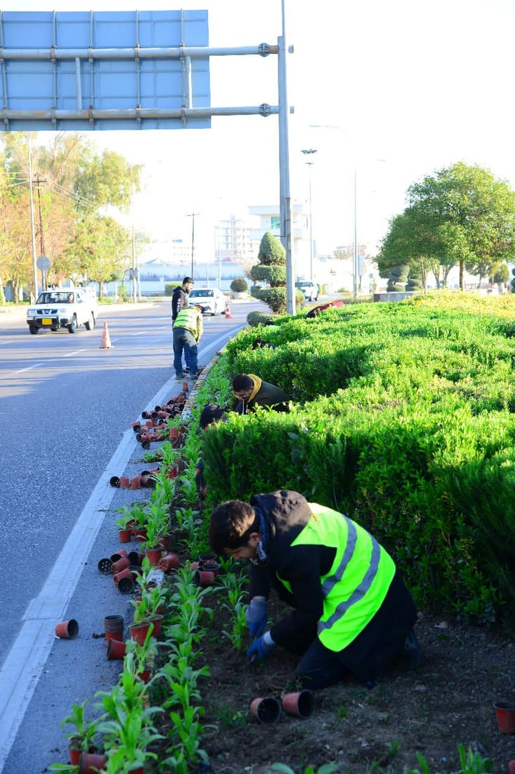 هه‌ولێر پڕ له‌ گوڵى (هه‌میشه‌ به‌هار) ده‌كرێت