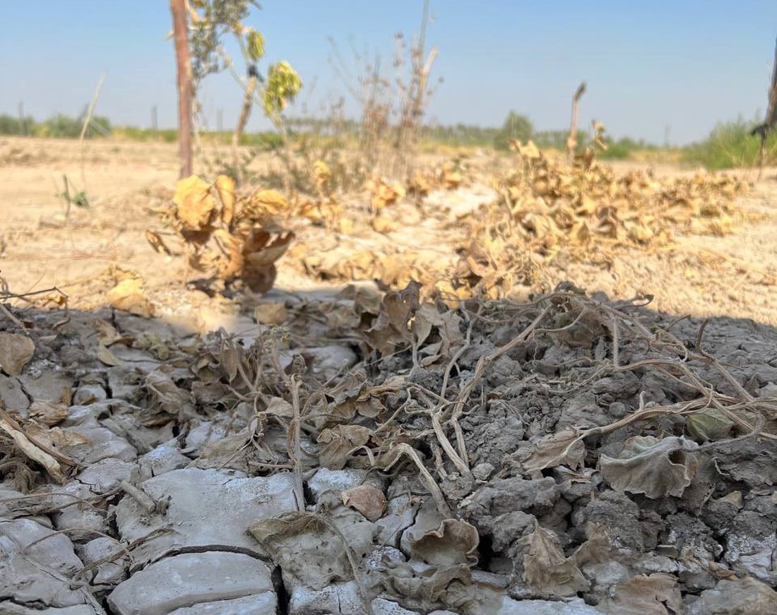 فزع في طويريج من اختفاء نهر الهندية.. الجفاف يغير عادات الفلاحين في أخصب أرض