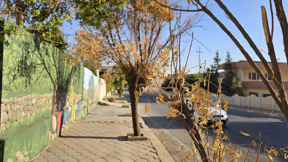 دار چەترەکانی شەقامی عەونی کۆیە زەرد هەڵگەڕاون و وشکبوون