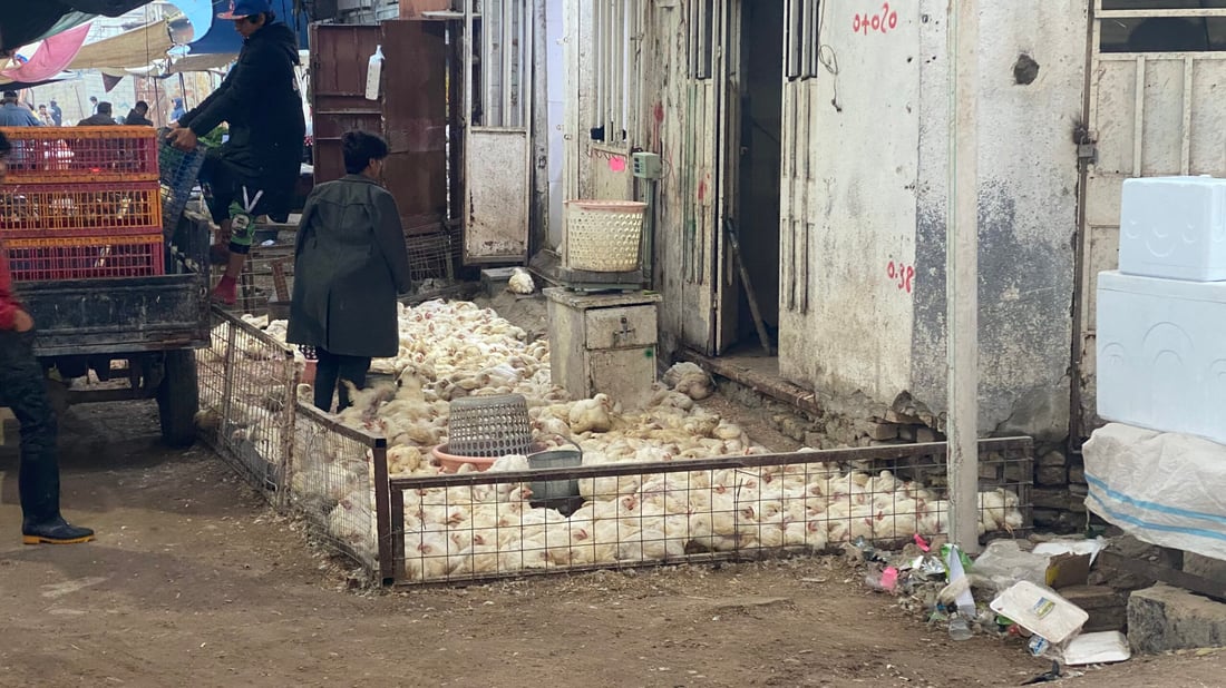 صور من سوق دواجن البصرة: الدجاجة الأربعينية مرغوبة.. لحمها طري والأسعار انخفضت