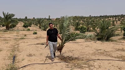 فيديو: النخيل ينجح وينجح في الموصل بعد تغيرات المناخ وهذه جنائن المحلبية