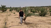فيديو: النخيل ينجح وينجح في الموصل بعد تغيرات المناخ وه...