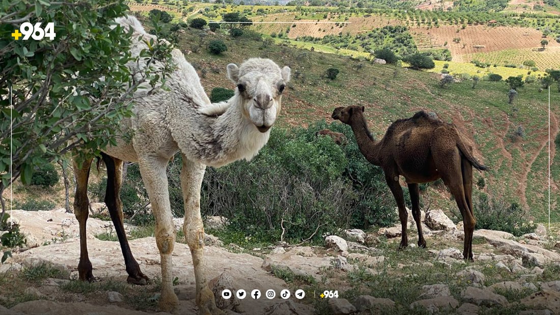 شوانکارێکی موسڵ بۆ لەوەڕاندن حوشترەکانی هێناوەتە گوندێکی دهۆک
