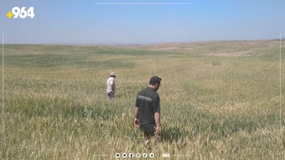 ئەمساڵ سن و کیسەڵەش کار لە بڕشتی گەنمی گەرمیان ناکات