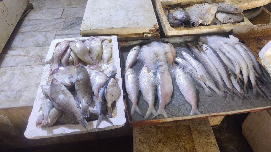 الصبور يرفع الراية البيضاء.. والسلطان إبراهيم يسيطر على مرسى الفاو