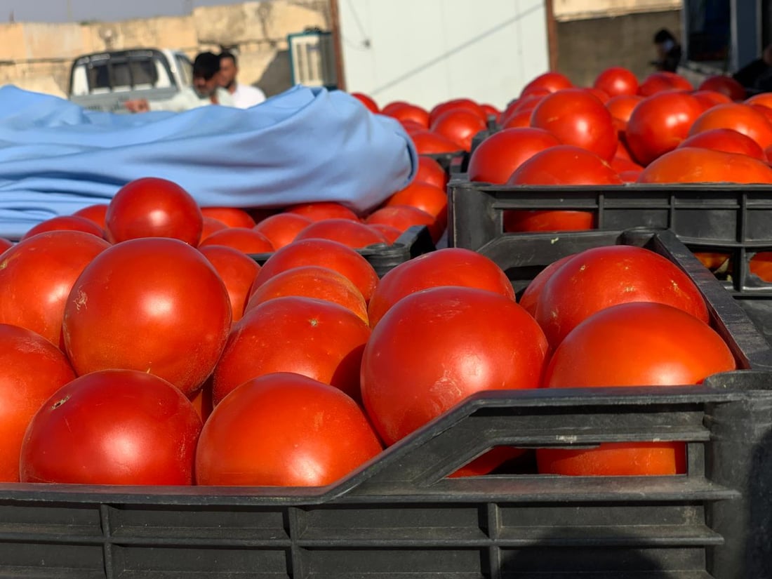 “طماطة نورة” تقفز من 4 آلاف إلى 22 ألفاً.. ربيعة تعوض خسائرها