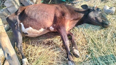 Polluted river kills 11 cattle in northern Basra, officials say