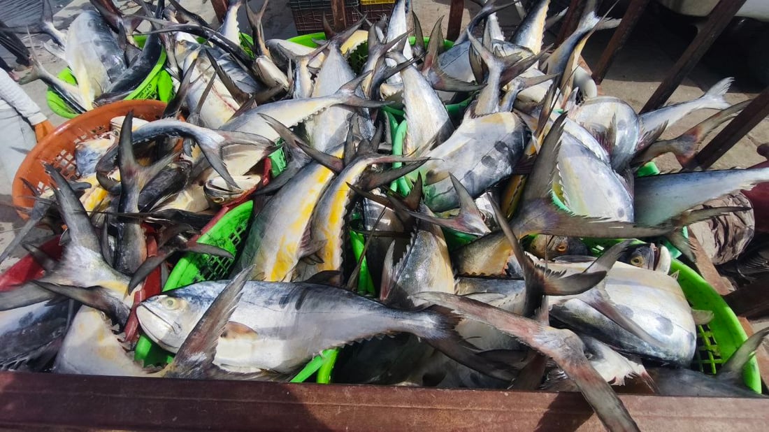 سمكة الضلعة لم تتأثر بالحرب.. 5 أطنان في مرسى النقعة (صور)